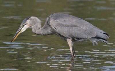 great blue heron 173