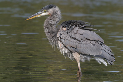 great blue heron 174