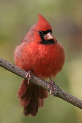 cardinal 148