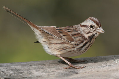 song sparrow 35