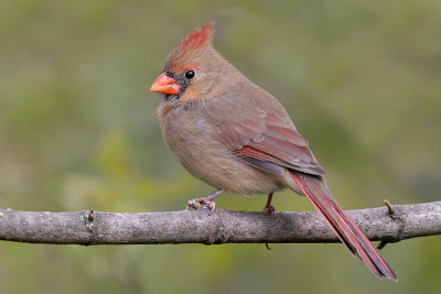 cardinal 152