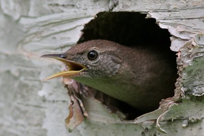 house wren 44