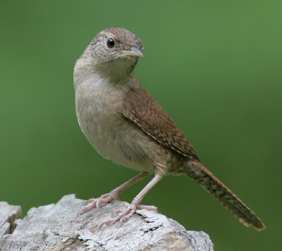 house wren 45