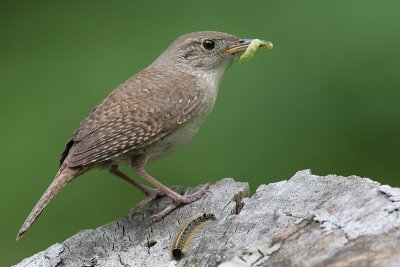 house wren 46