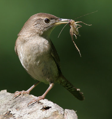 house wren 49