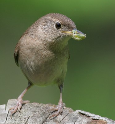 house wren 50