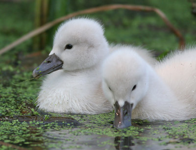 mute swan - cygnet 20