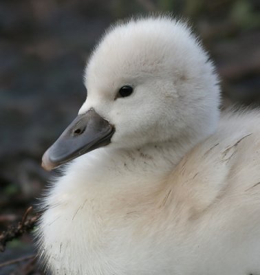 mute swan - cygnet 21