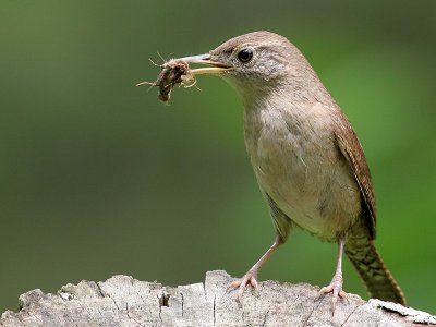 house wren 55