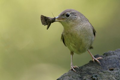 house wren 62