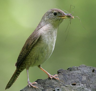 house wren 63