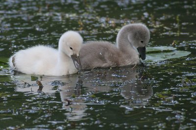 mute swan - cygnet 24