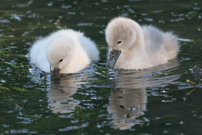 mute swan - cygnet 25