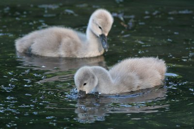 mute swan - cygnet 26