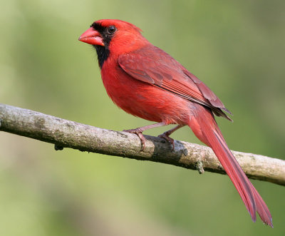 cardinal 266