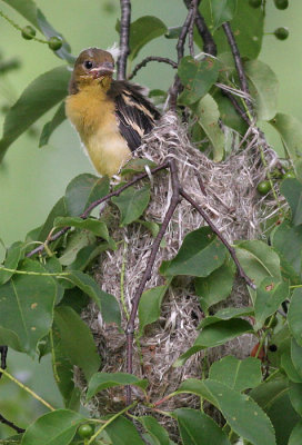 northern oriole family 24