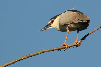 black-crowned night heron 170