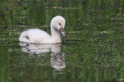 mute swan - cygnet 31