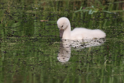 mute swan - cygnet 32