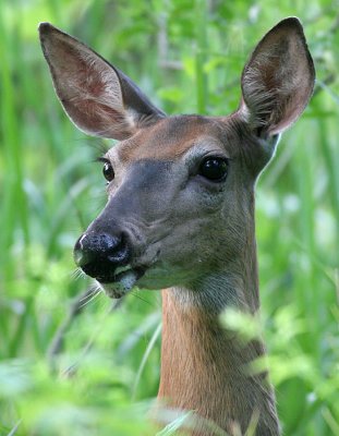 deer 32