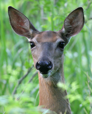 deer 33