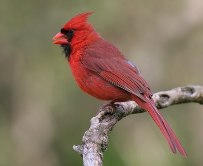 cardinal 266