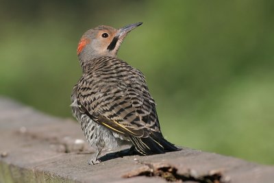 northern flicker 35