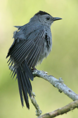 catbird 36