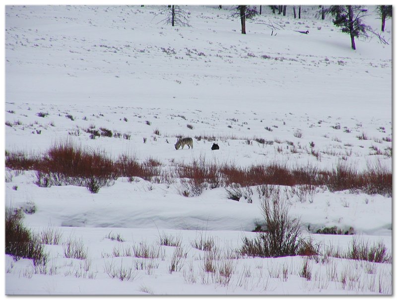 Yellowstone National Park January 2008
