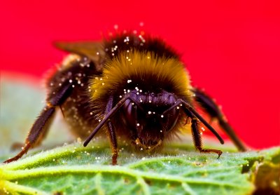 Large Earth Bumblebee