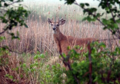 IMG_0461.JPG