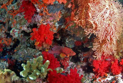 Beqa Lagoon, October 2008