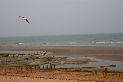 Winchelsea Coastline.jpg