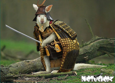 Medieval Marsupial