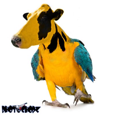 Parrot-Cow