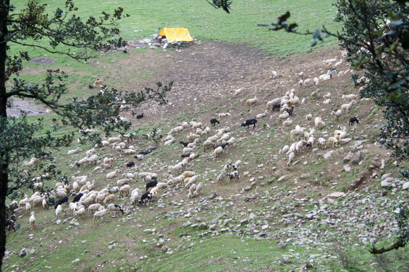 sheeps grazing.JPG