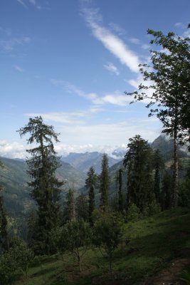 trees.JPG