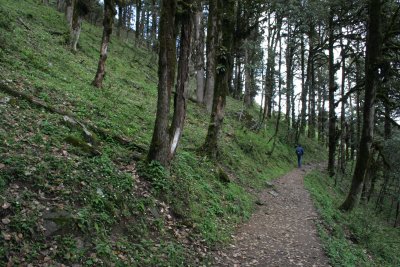 wooded path.JPG
