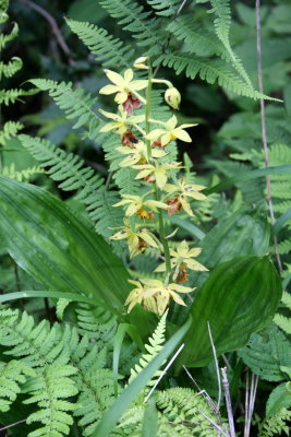 jungle orchid.jpg