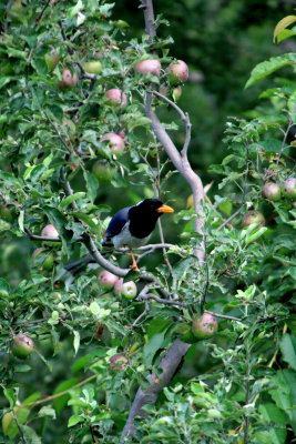 magpie and apples.jpg
