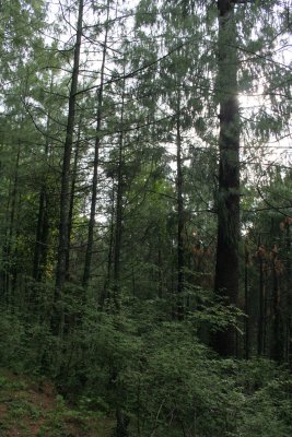 pine forest.jpg
