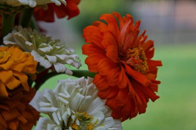 Zinnia: State Flower Of Indiana.