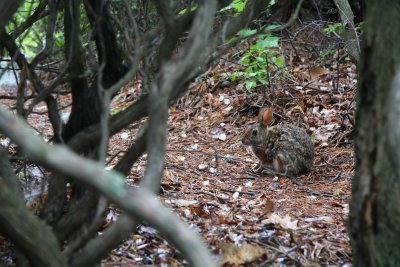Camouflaged Bunny Visits Wolf Gap.