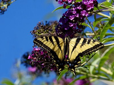 Western Tiger Swallowtail.jpg