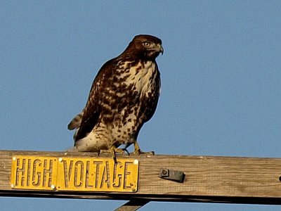 Swainsons Hawk.jpg