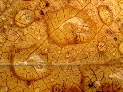 Raindrops on Leaf.jpg