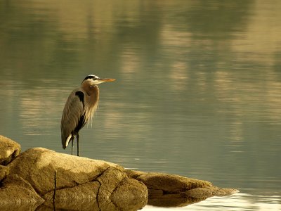 Great Blue Heron at the Lake.jpg
