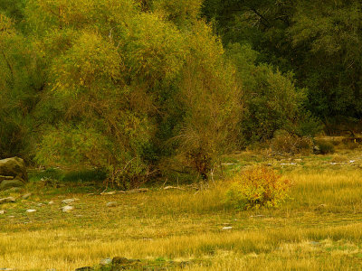 Fall  Willows and Grass.jpg