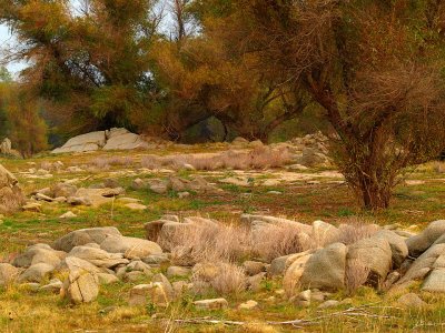 Fall willows and rocks.jpg