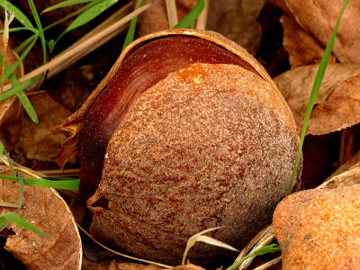 California Buckeye Seed.jpg